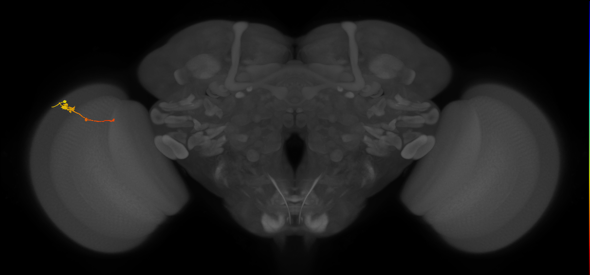 Tm2_L (MaleCNS:72455)