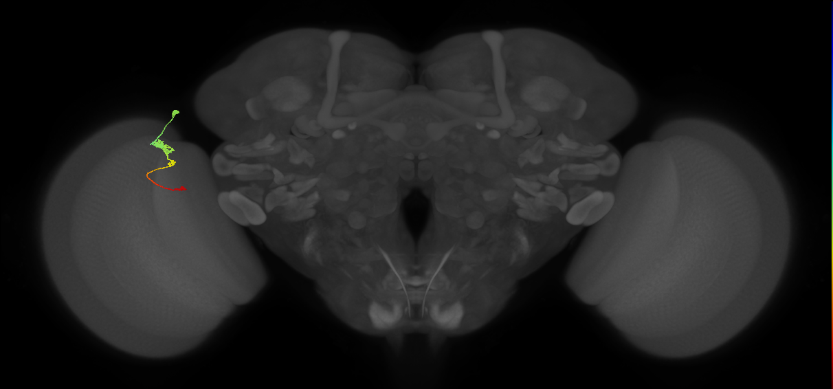 Tm2_L (MaleCNS:524937)