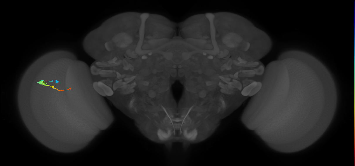 Tm2_L (MaleCNS:54899)