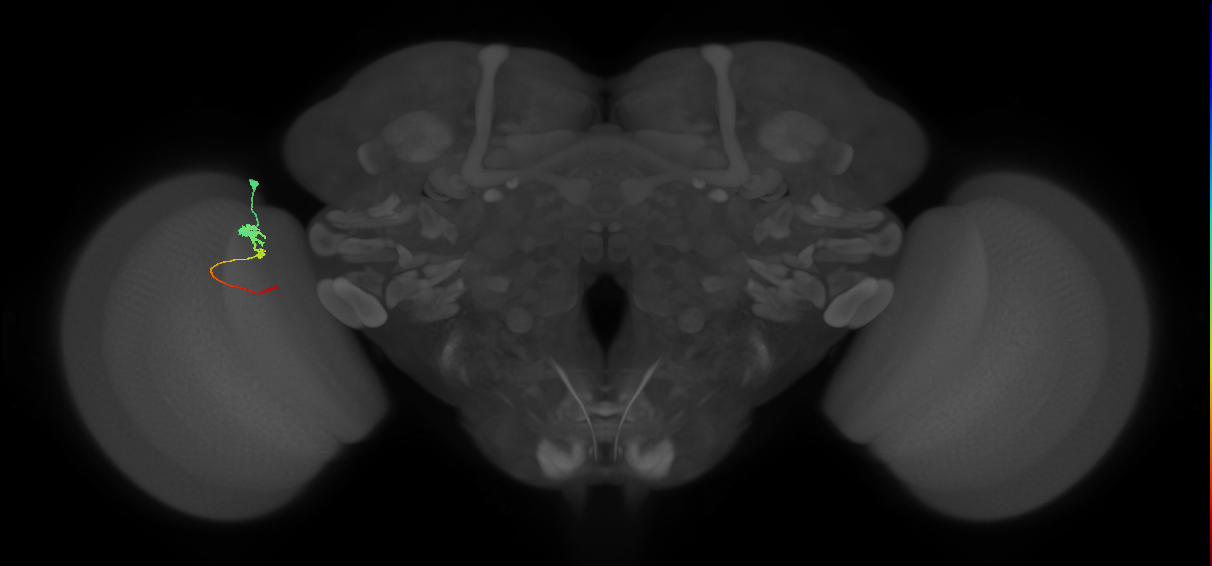 Tm2_L (MaleCNS:66026)