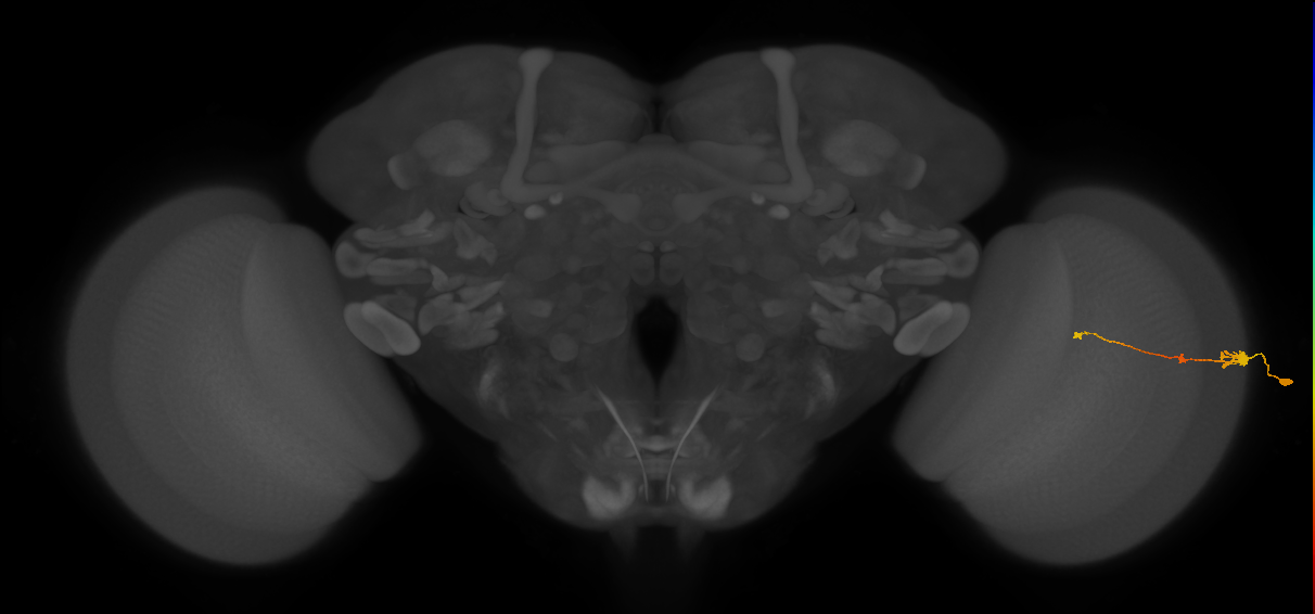 Tm2_R (MaleCNS:85810)