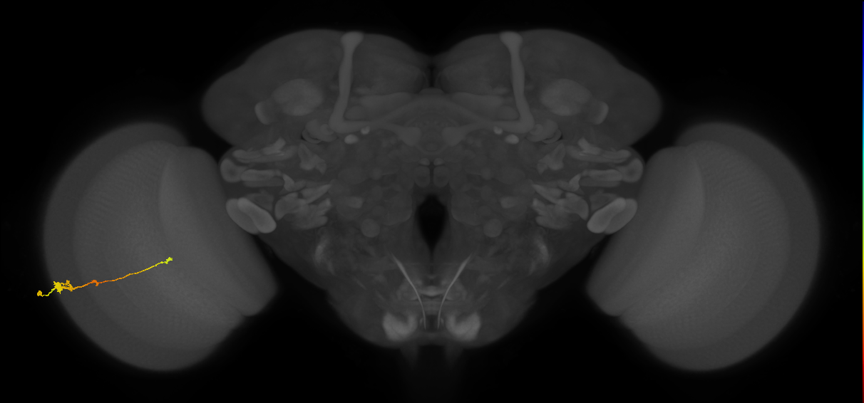 Tm2_L (MaleCNS:28485)