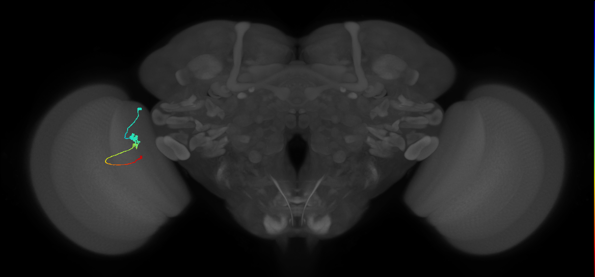 Tm2_L (MaleCNS:45351)