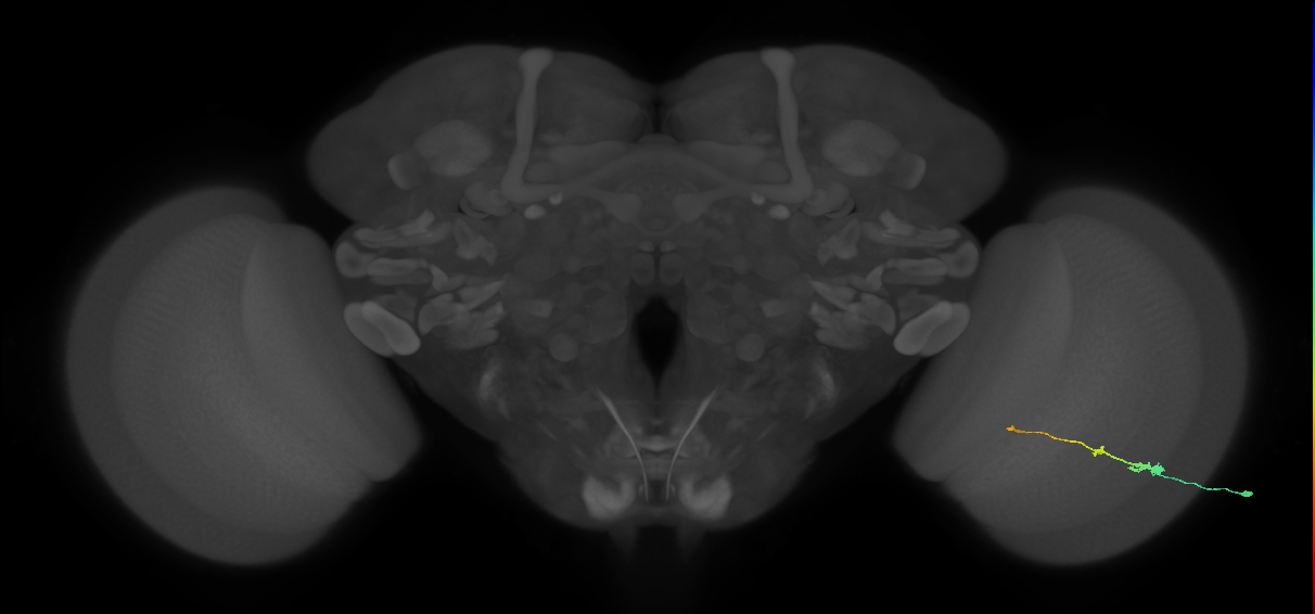 Tm2_R (MaleCNS:66141)