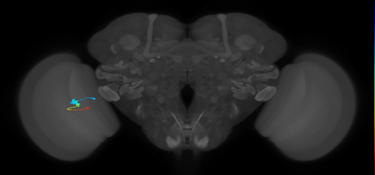Tm2_L (MaleCNS:513278)