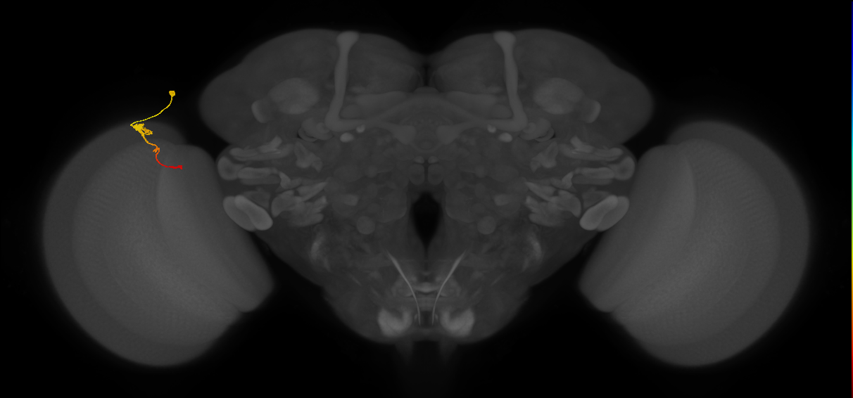 Tm2_L (MaleCNS:68768)