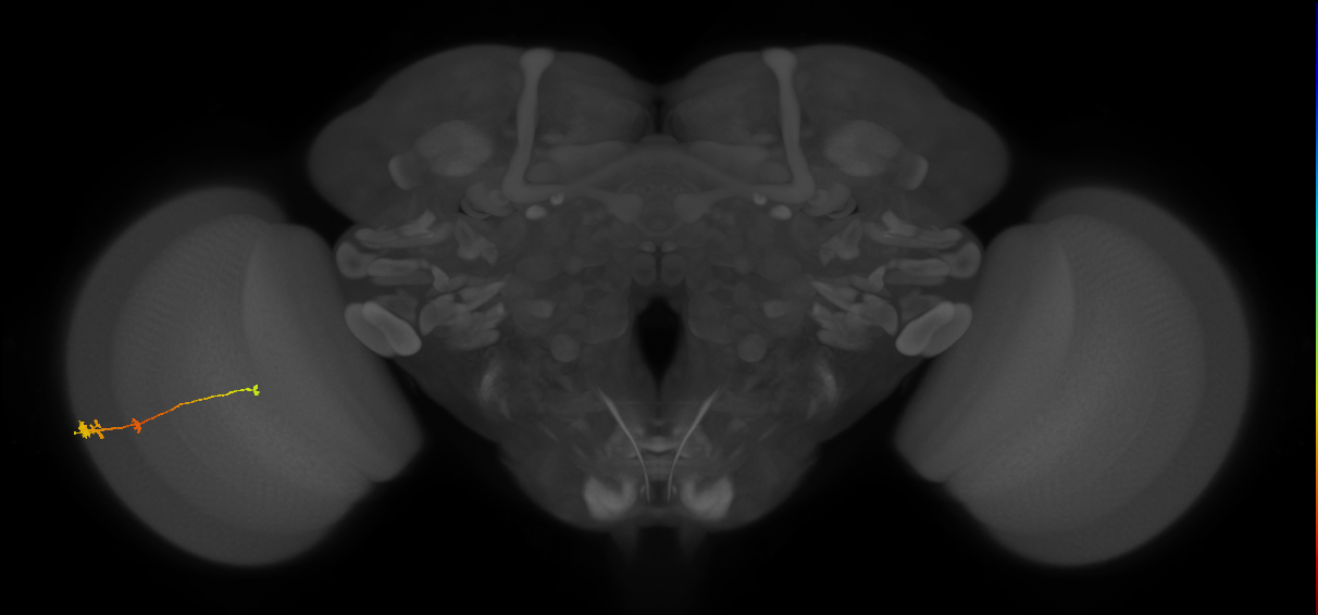 Tm2_L (MaleCNS:515851)