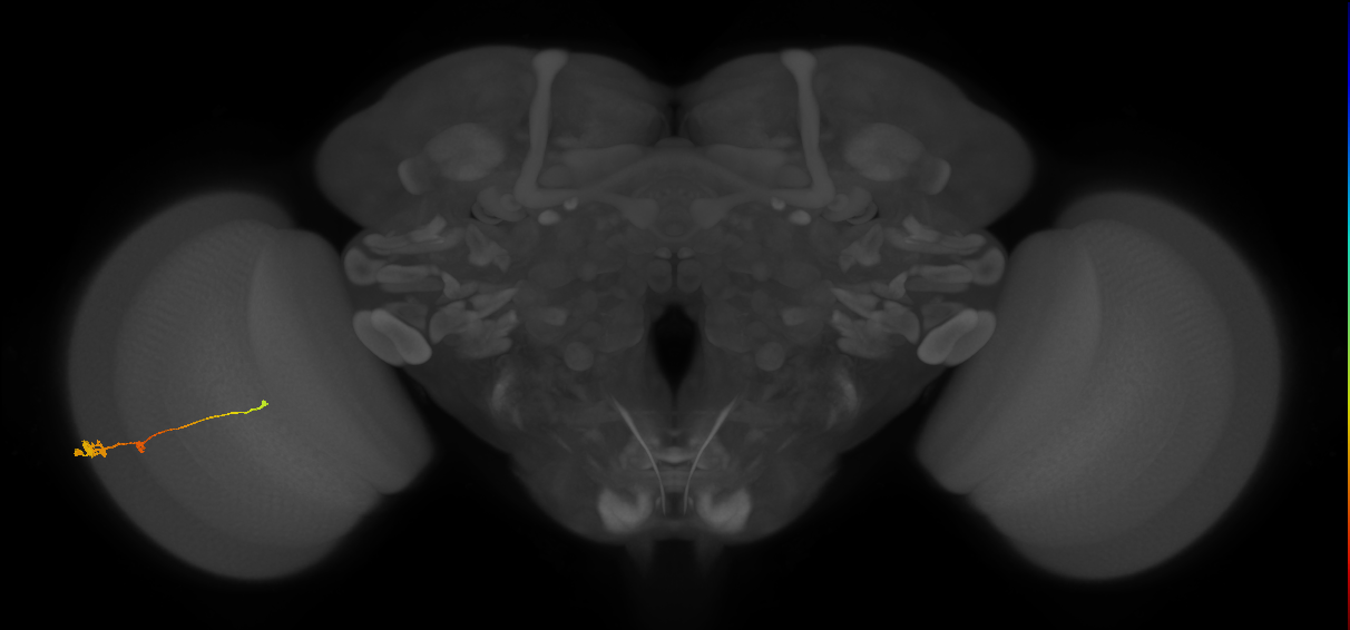 Tm2_L (MaleCNS:531280)