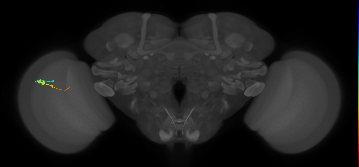 Tm2_L (MaleCNS:81572)