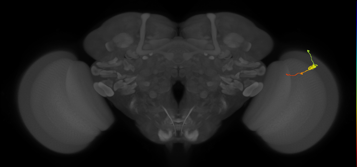Tm2_R (MaleCNS:77156)