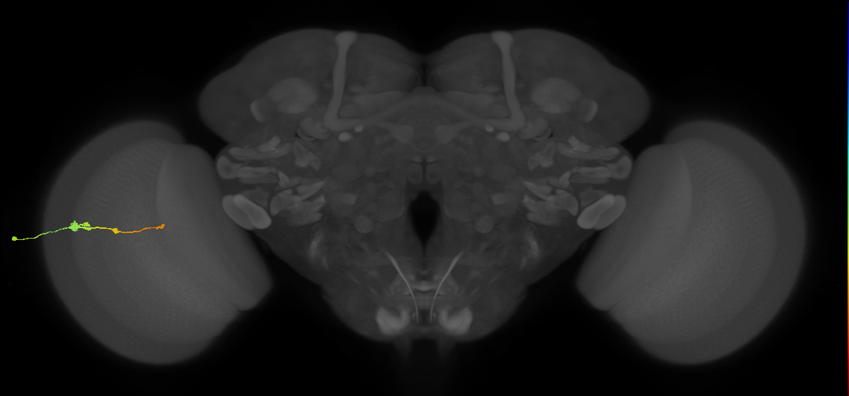Tm2_L (MaleCNS:60591)