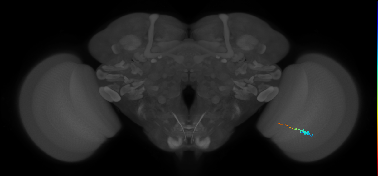 Tm2_R (MaleCNS:58902)