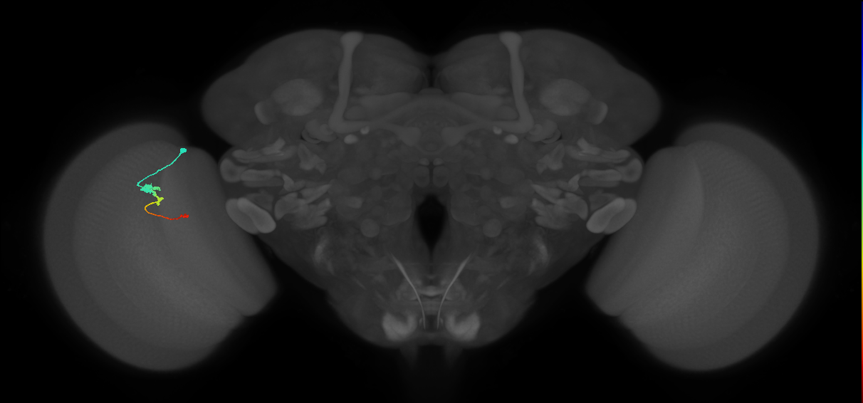 Tm2_L (MaleCNS:36895)