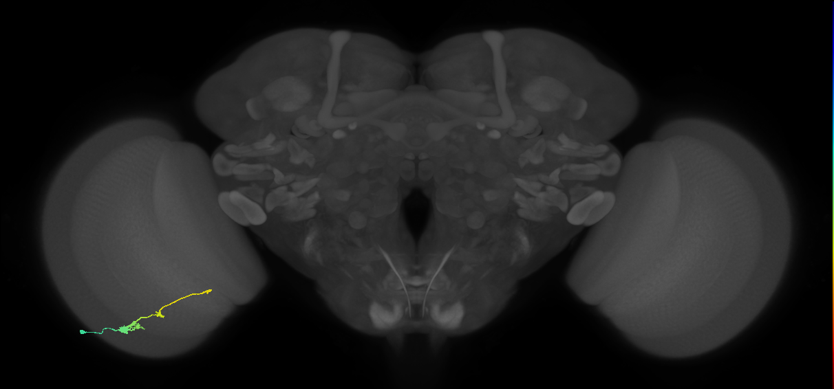 Tm2_L (MaleCNS:519068)