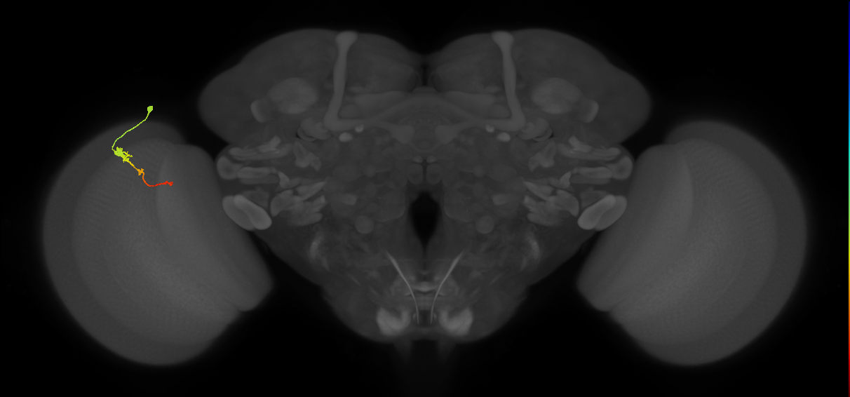 Tm2_L (MaleCNS:65110)