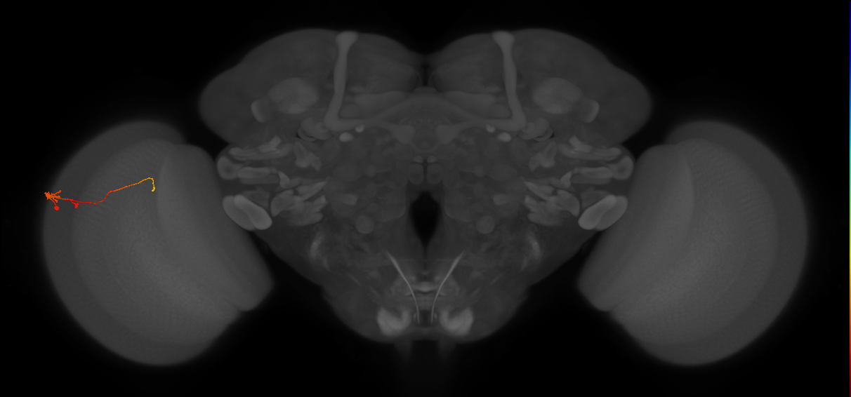 Tm2_L (MaleCNS:542143)