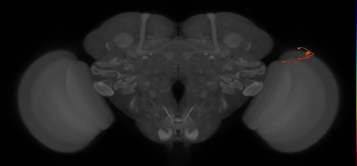 Tm2_R (MaleCNS:99148)