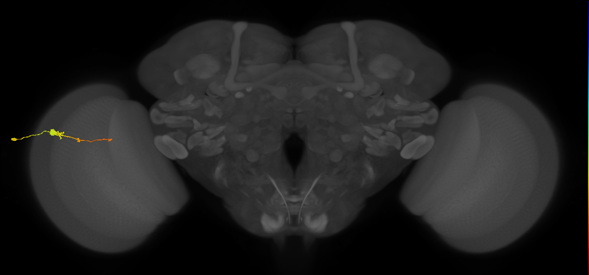 Tm2_L (MaleCNS:531568)