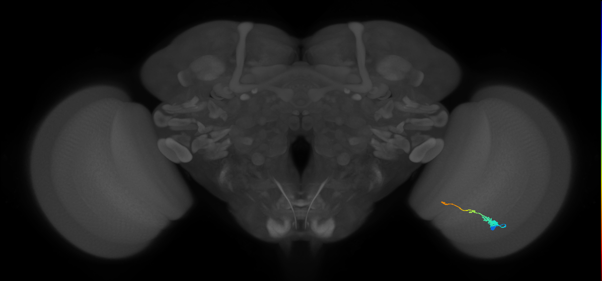Tm2_R (MaleCNS:47065)
