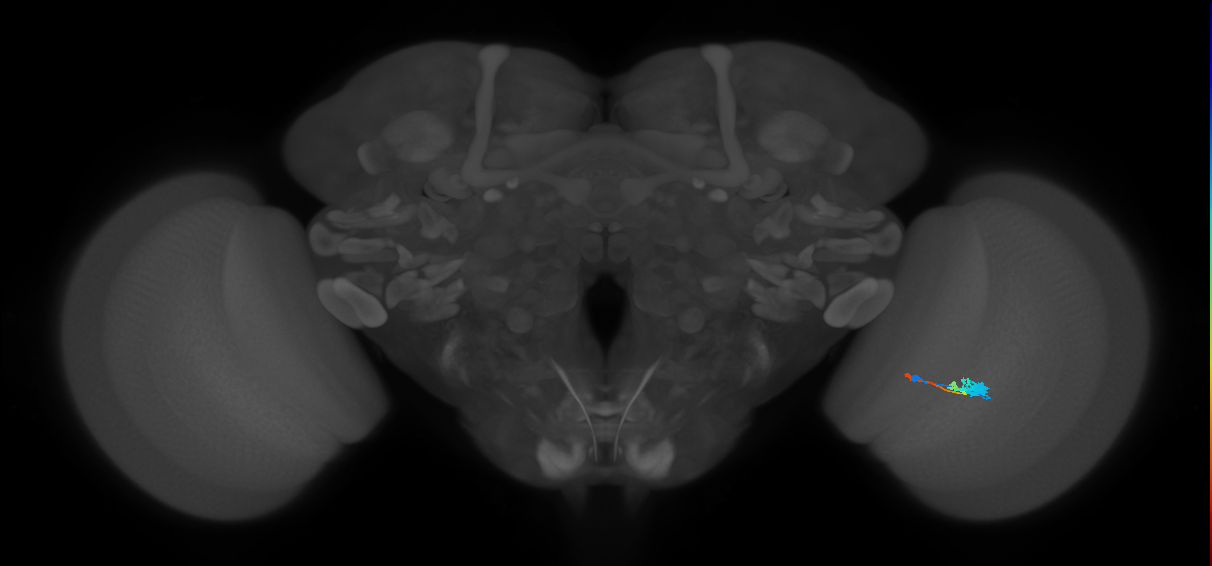 Tm2_R (MaleCNS:54004)