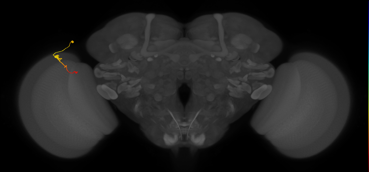 Tm2_L (MaleCNS:68462)