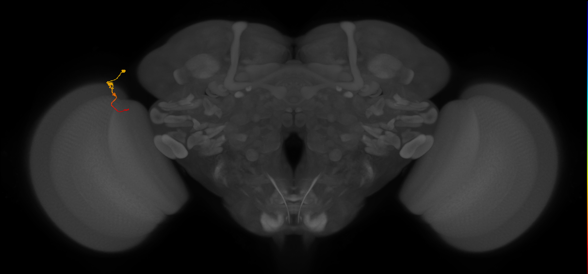 Tm2_L (MaleCNS:119487)