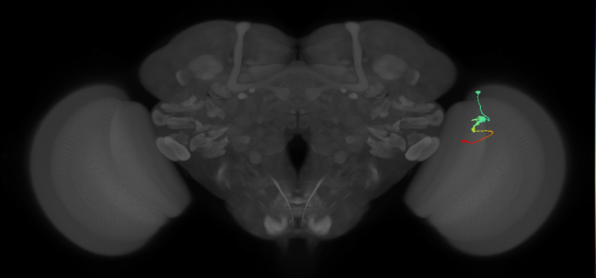 Tm2_R (MaleCNS:54582)