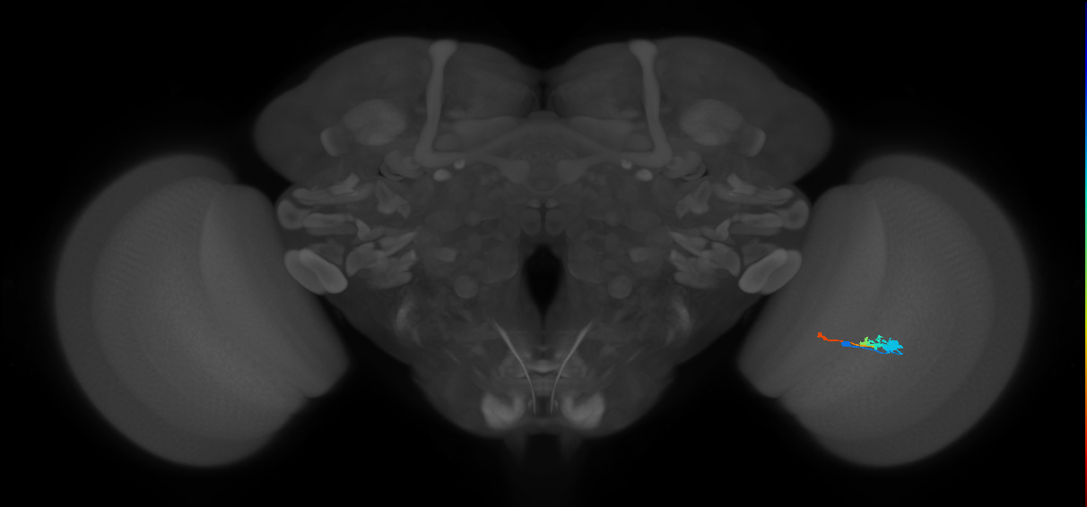 Tm2_R (MaleCNS:55912)