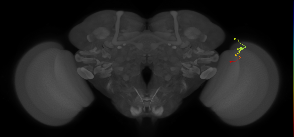 Tm2_R (MaleCNS:66429)
