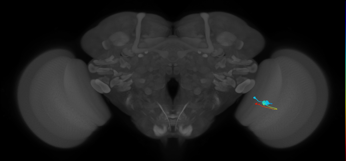Tm2_R (MaleCNS:63498)