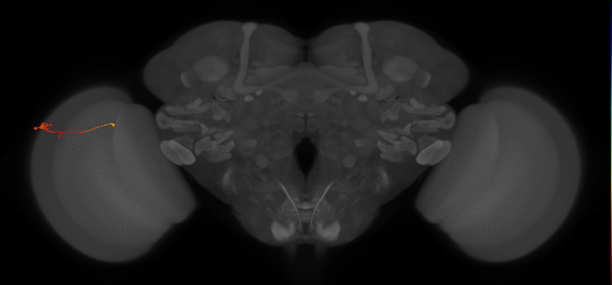 Tm2_L (MaleCNS:529872)