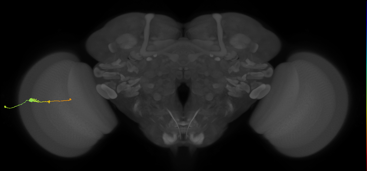 Tm2_L (MaleCNS:513140)