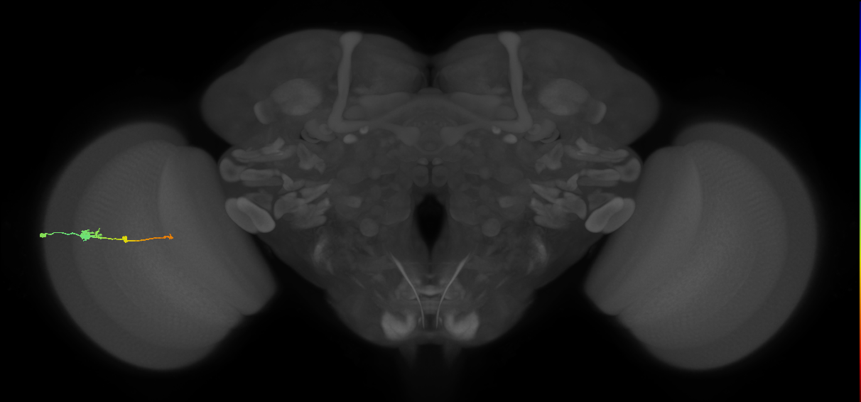 Tm2_L (MaleCNS:532258)