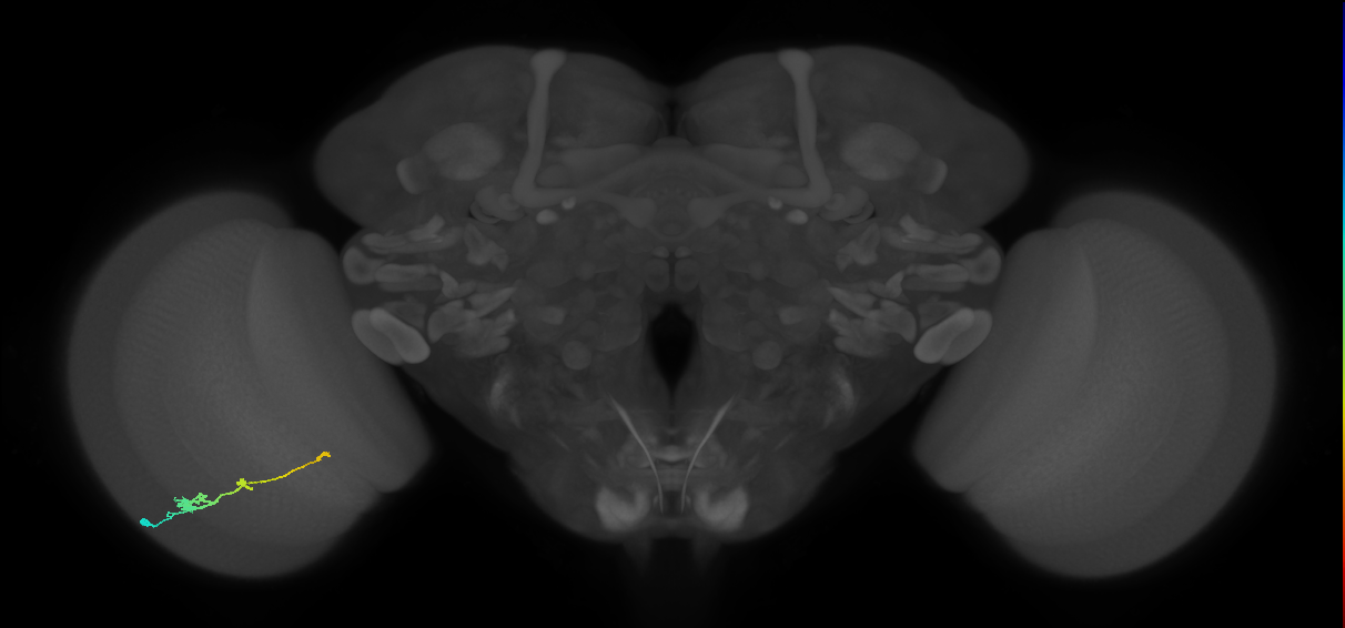 Tm2_L (MaleCNS:533838)