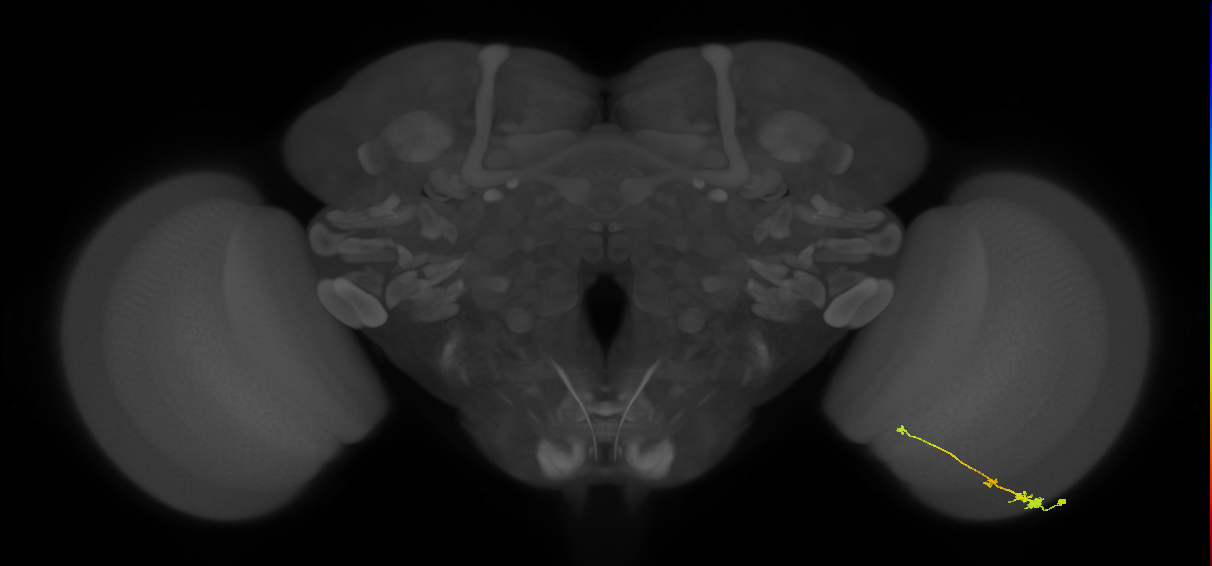 Tm2_R (MaleCNS:54349)