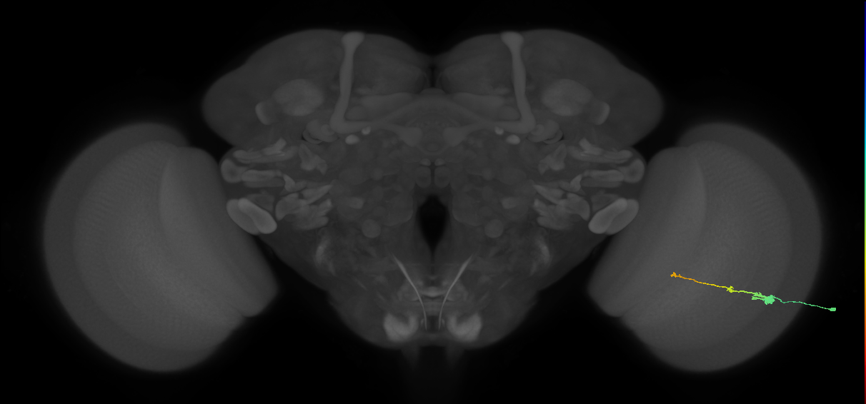 Tm2_R (MaleCNS:56244)