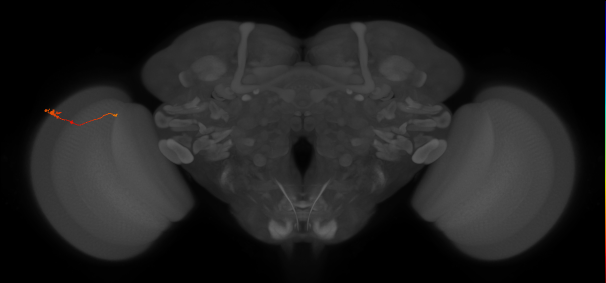 Tm2_L (MaleCNS:83305)