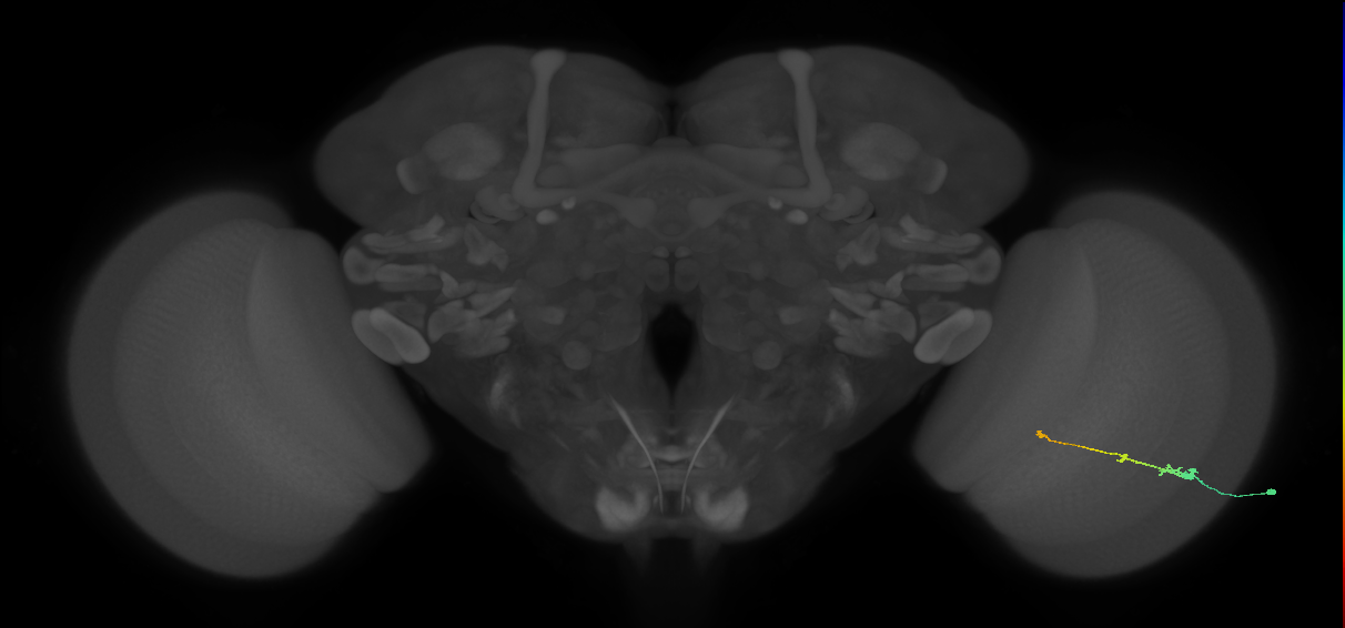 Tm2_R (MaleCNS:44724)