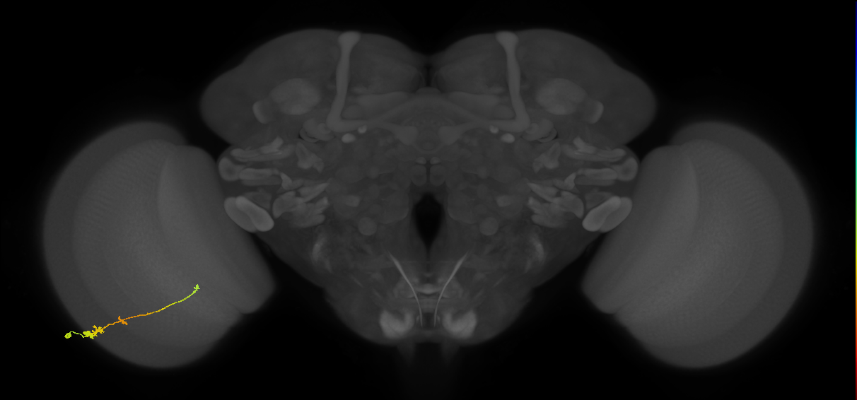Tm2_L (MaleCNS:533525)