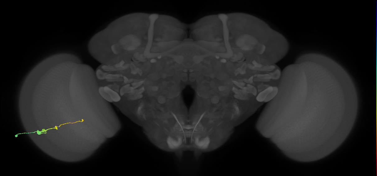 Tm2_L (MaleCNS:535211)