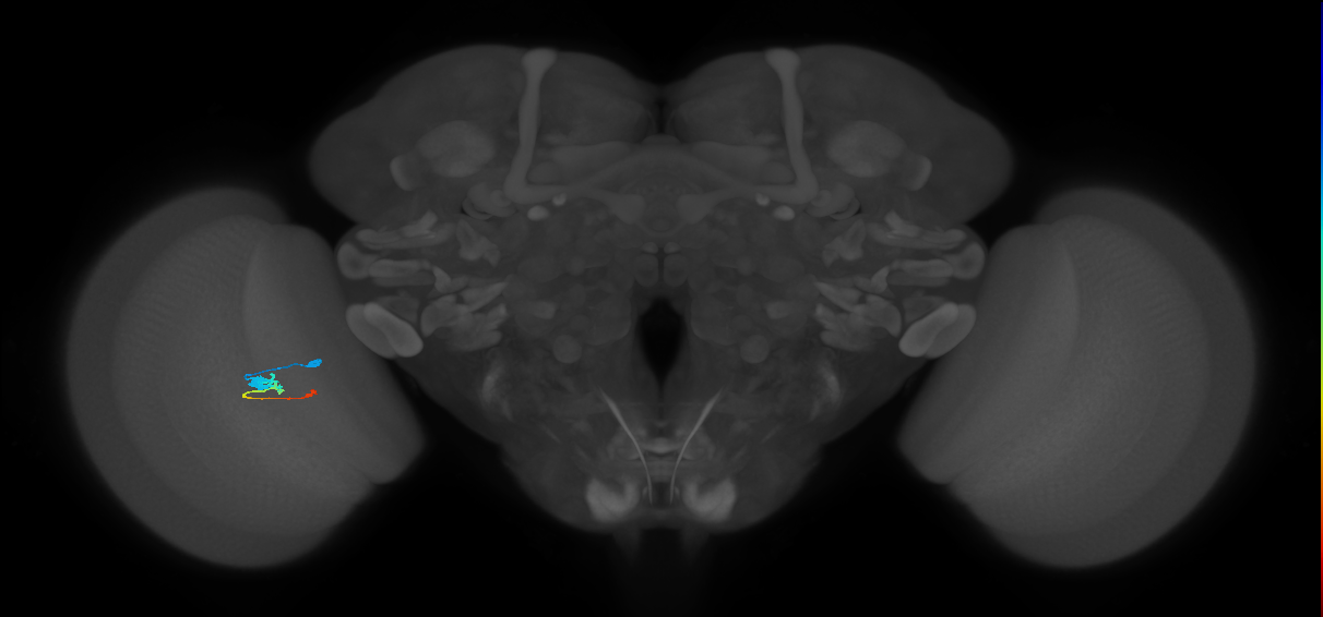 Tm2_L (MaleCNS:532593)
