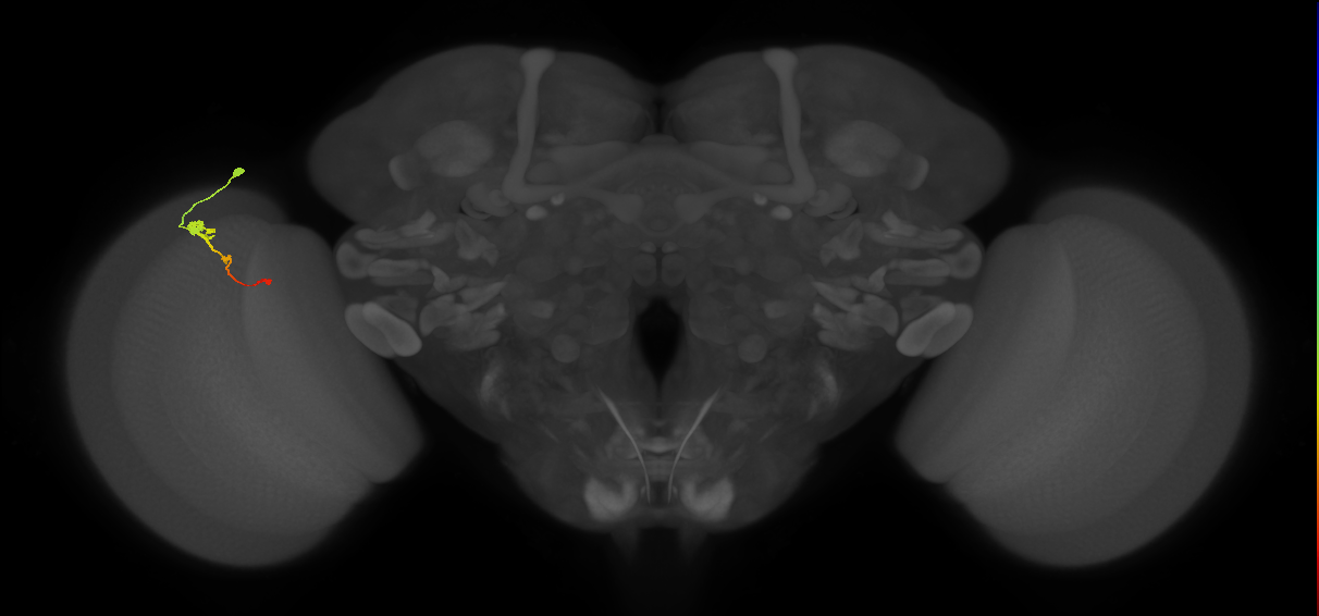 Tm2_L (MaleCNS:66091)