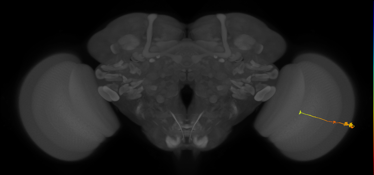 Tm2_R (MaleCNS:47885)