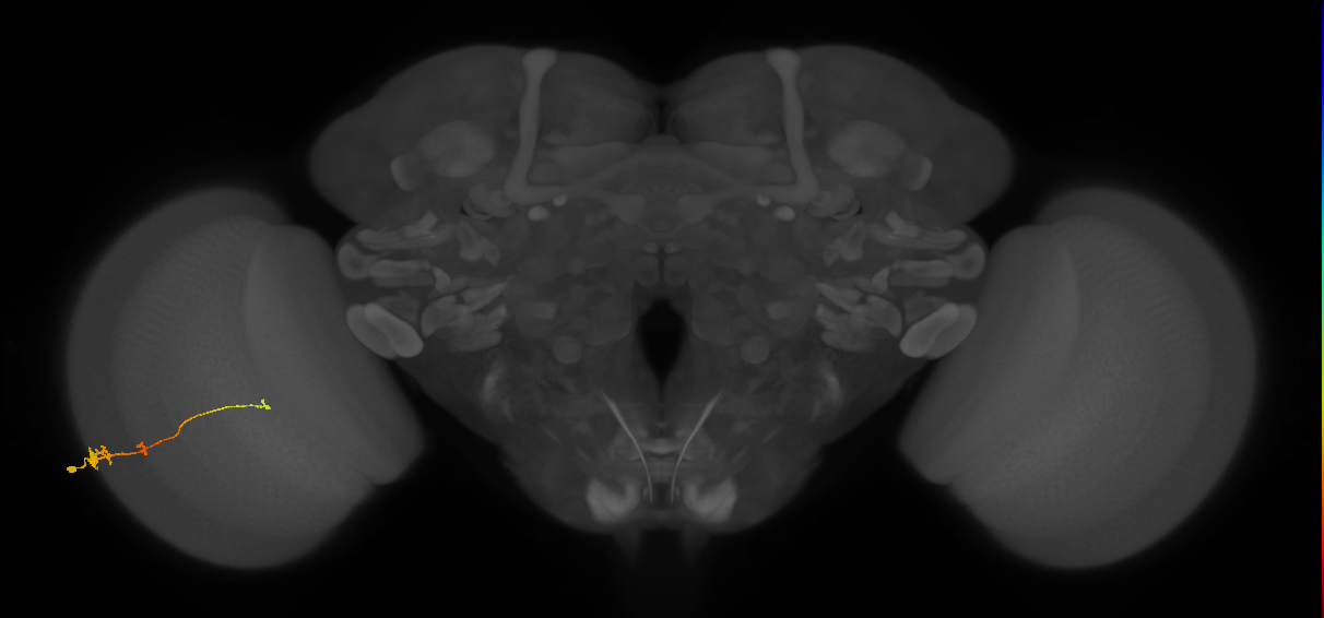 Tm2_L (MaleCNS:63770)