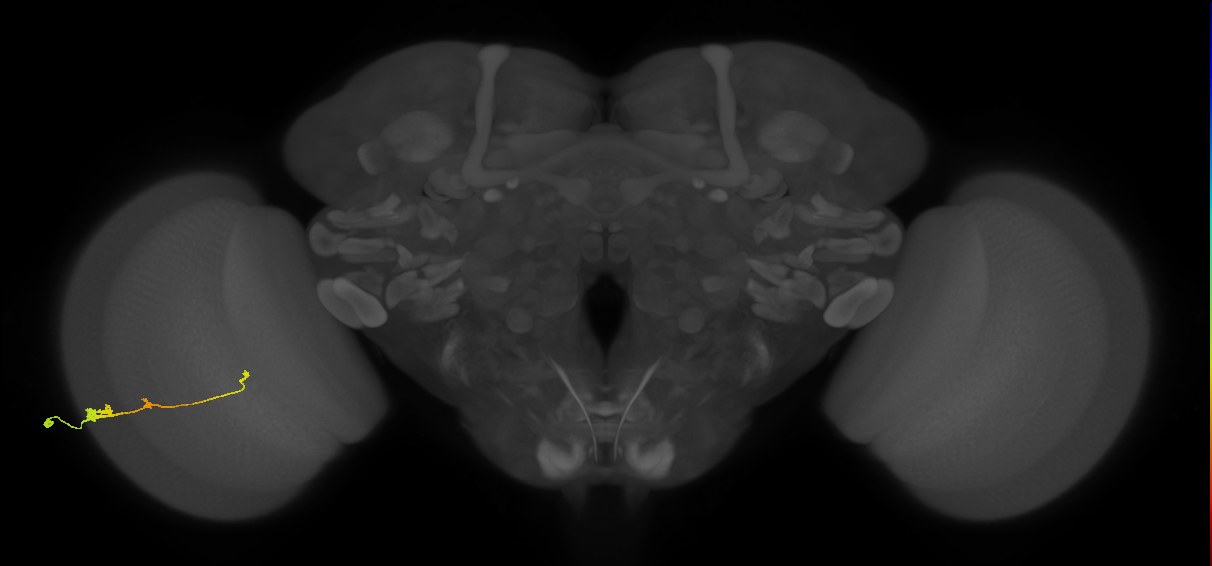 Tm2_L (MaleCNS:46325)