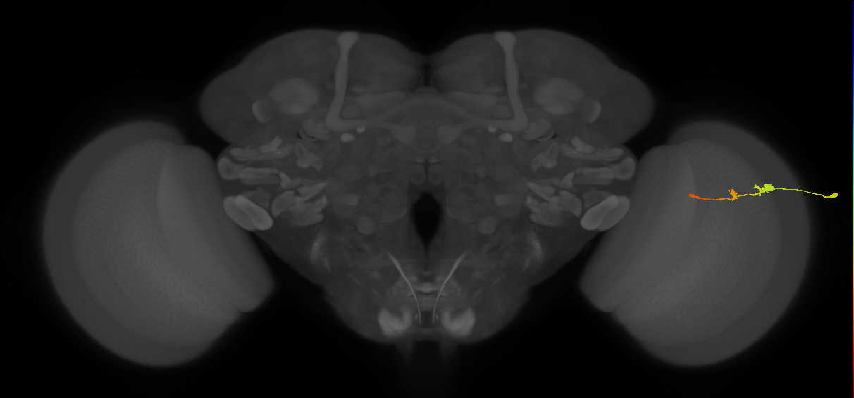 Tm2_R (MaleCNS:85123)
