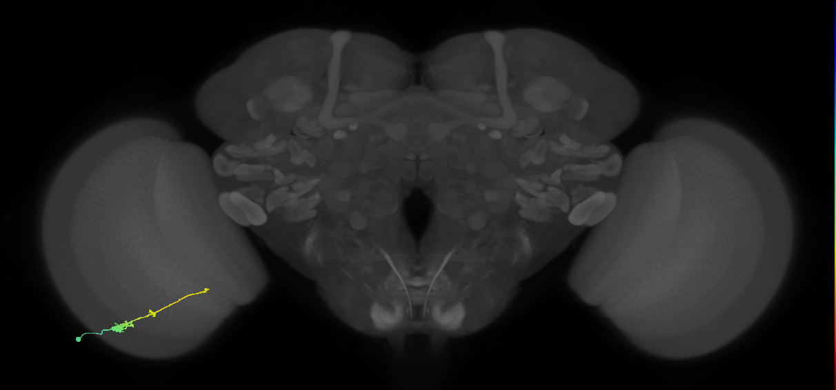 Tm2_L (MaleCNS:35269)