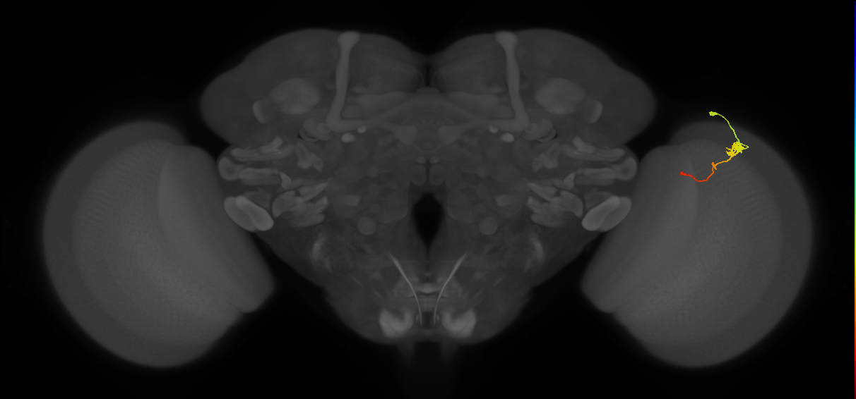 Tm2_R (MaleCNS:60583)