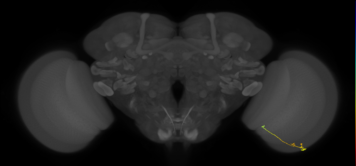 Tm2_R (MaleCNS:137091)