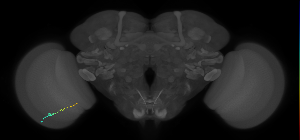 Tm2_L (MaleCNS:60746)